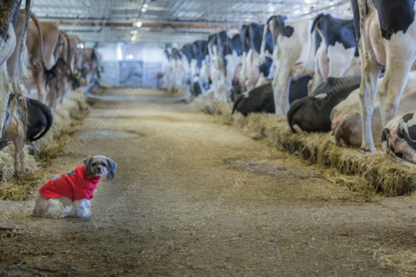 Étable_vaches-9923