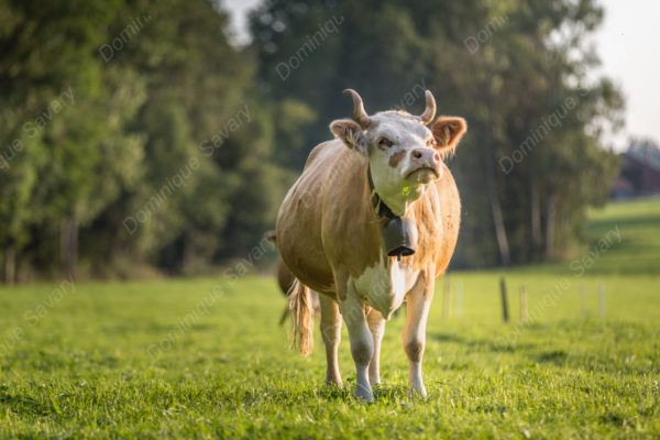 vaches_simmental-5976