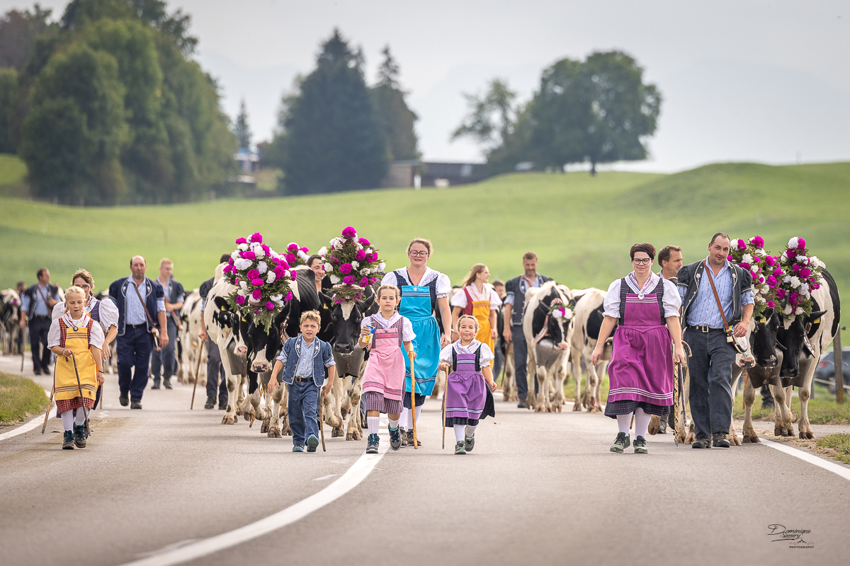 Le troupeau Holstein de la famille Favre orné de fleurs