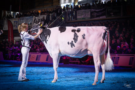 Lorraine Perennial OKLAOMA