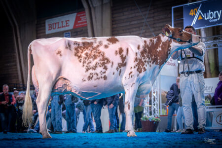 Championne du Pis Ayer Addison RITA