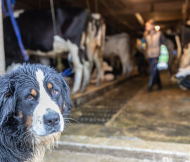 Chien bouvier bernois à l’étable de l’alpage