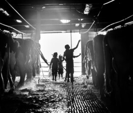 Silhouettes à l’étable au petit matin, alpage de Vuadens (noir et blanc)