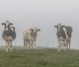 Vaches dans la brume sur le pâturage d’alpage à Vuadens, en Gruyère