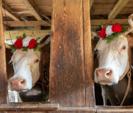Tête de vache parée d'une couronne à la crèche d'une étable, désalpe à Vaulruz