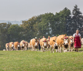 Famille Roch et son troupeau sur le chemin lors de la désalpe en Gruyère