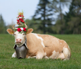 Vache parée d'une couronne de fleurs couchée dans le pré après la désalpe, Gruyère