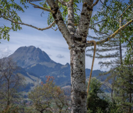 Le Moléson vu depuis le Chalet de Bataille, sur les hauts de Broc