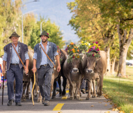 Philippe Dupasquier marchant devant ses vaches ornées de fleurs lors de la désalpe