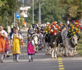 Le troupeau Holstein de la famille Boschung orné de fleurs