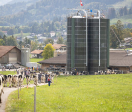Arrivée du troupeau à la ferme Boschung