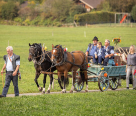Char attelé de deux chevaux à la désalpe d'automne