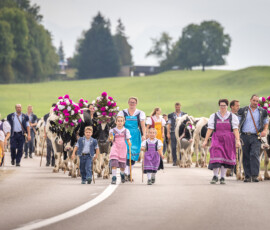 Le troupeau Holstein de la famille Favre orné de fleurs