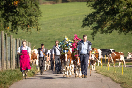 Eleveurs en costumes accompagnant des vaches fleuries sur un chemin de campagne vers Vaulruz