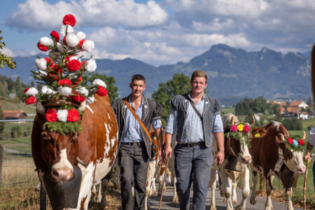 Vache Red Holstein avec un magnifique bouquet de fleurs rouges et blanches