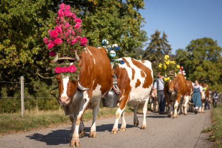 Vaches Red Holstein ornées de bouquets de fleurs roses, bleues et jaunes sur la route de la désalpe